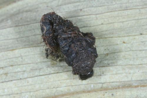 Hyperinae